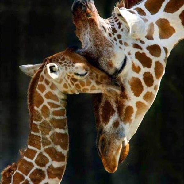 Diamond Painting - The Giraffe Family Online - Image 2