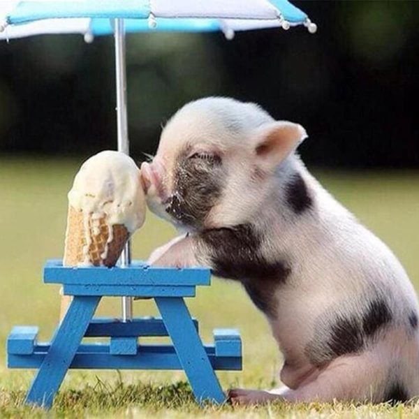 Diamond Painting - Pig and Ice on Sale - Image 2